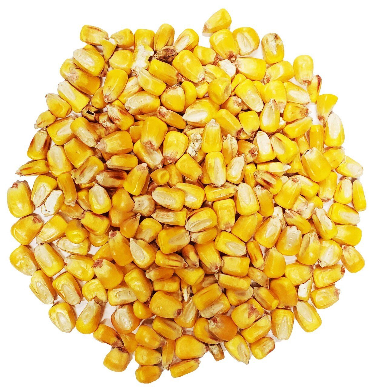 Corn